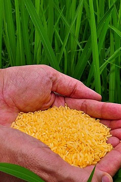 golden rice