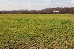 cover crop